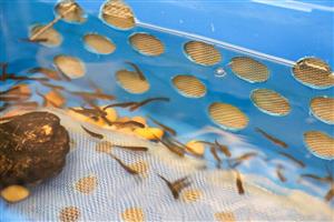 Small fish inside of tank closeup